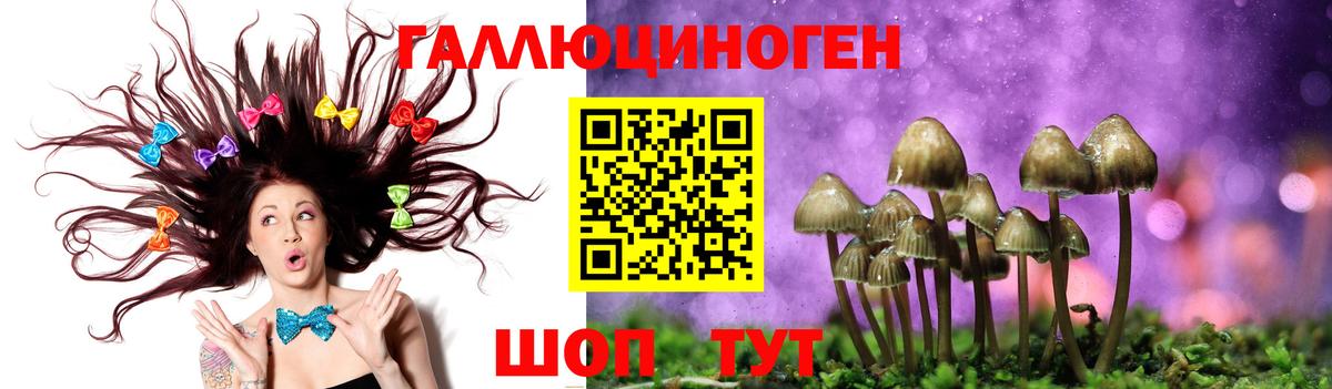 Псилоцибиновые грибы Psilocybine cubensis Копейск